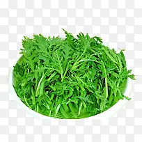 茼蒿绿色