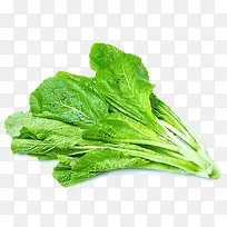 绿色新鲜生菜