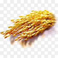 金黄色小麦高粱粮食