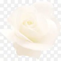 玫瑰