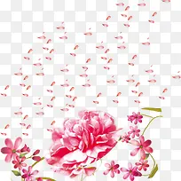 康乃馨图片