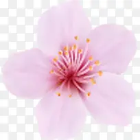 粉色桃花花瓣海报背景