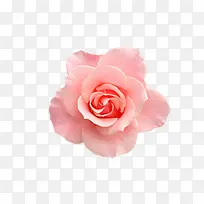 粉色玫瑰花花瓣植物花朵
