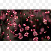 粉色花瓣背景图高清壁纸