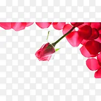 浪漫玫瑰花瓣