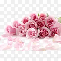 粉色玫瑰和花瓣