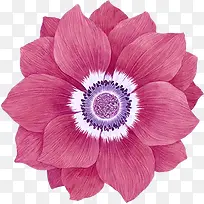 粉色可爱花朵花瓣