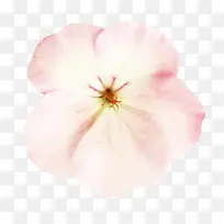粉色  花瓣