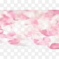 粉色花瓣白色花瓣