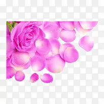 水珠粉色花朵花瓣