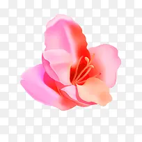 粉色花瓣