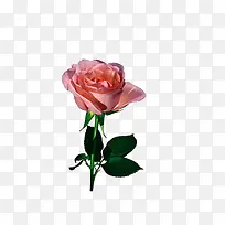 鲜花