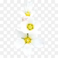 白色桃花花朵植物花瓣