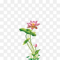 荷花背景