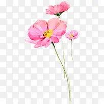 花，荷花，粉色花
