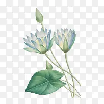 手绘荷花