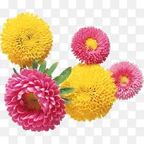 花卉矢量图素材植物花卉素材