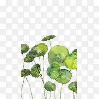 植物