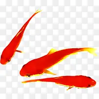 红色手绘金鱼装饰