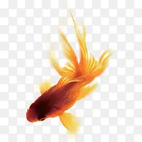 红色金鱼游泳金鱼