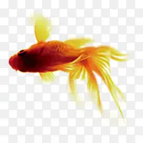 金鱼徜徉古典水生物