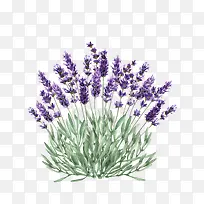 手绘薰衣草花卉装饰