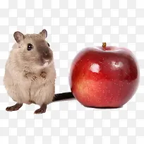 可爱老鼠的红苹果