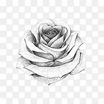 铅笔画成的玫瑰花