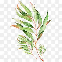 彩色的植物