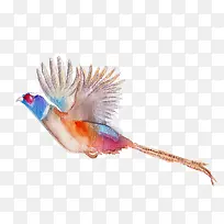飞翔的彩色鸟