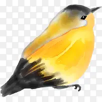 水彩动物黄色小鸟