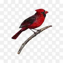 红色小鸟