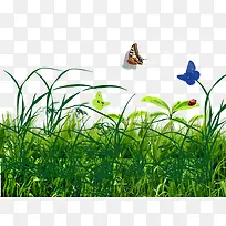 草丛中的小蝴蝶