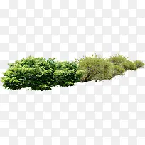 绿树草丛美景景观
