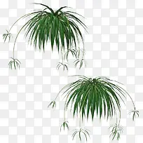绿草草丛植物