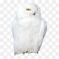 小鸟
