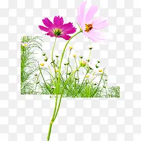 植物花朵卡通设计草丛