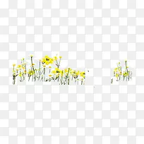 黄色花丛