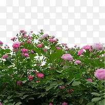 绿色植物