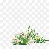 白色小花花朵花丛