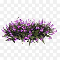 紫色花卉花丛装饰图案