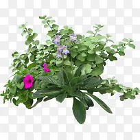 植物