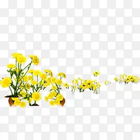春天黄色野外花丛