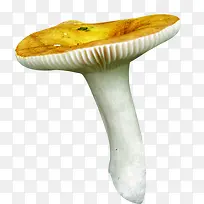 卡通黄色小蘑菇香菇菌类