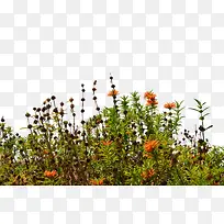 橙色花丛绿叶图片