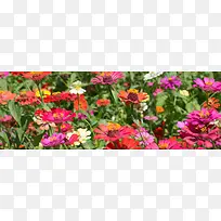 唯美花丛风景banner创意海报设计