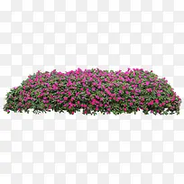 粉色清新小花花丛