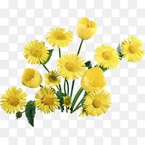 黄色菊花花朵花丛