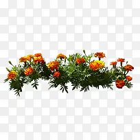 橙色花丛图片