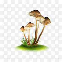 一丛小蘑菇